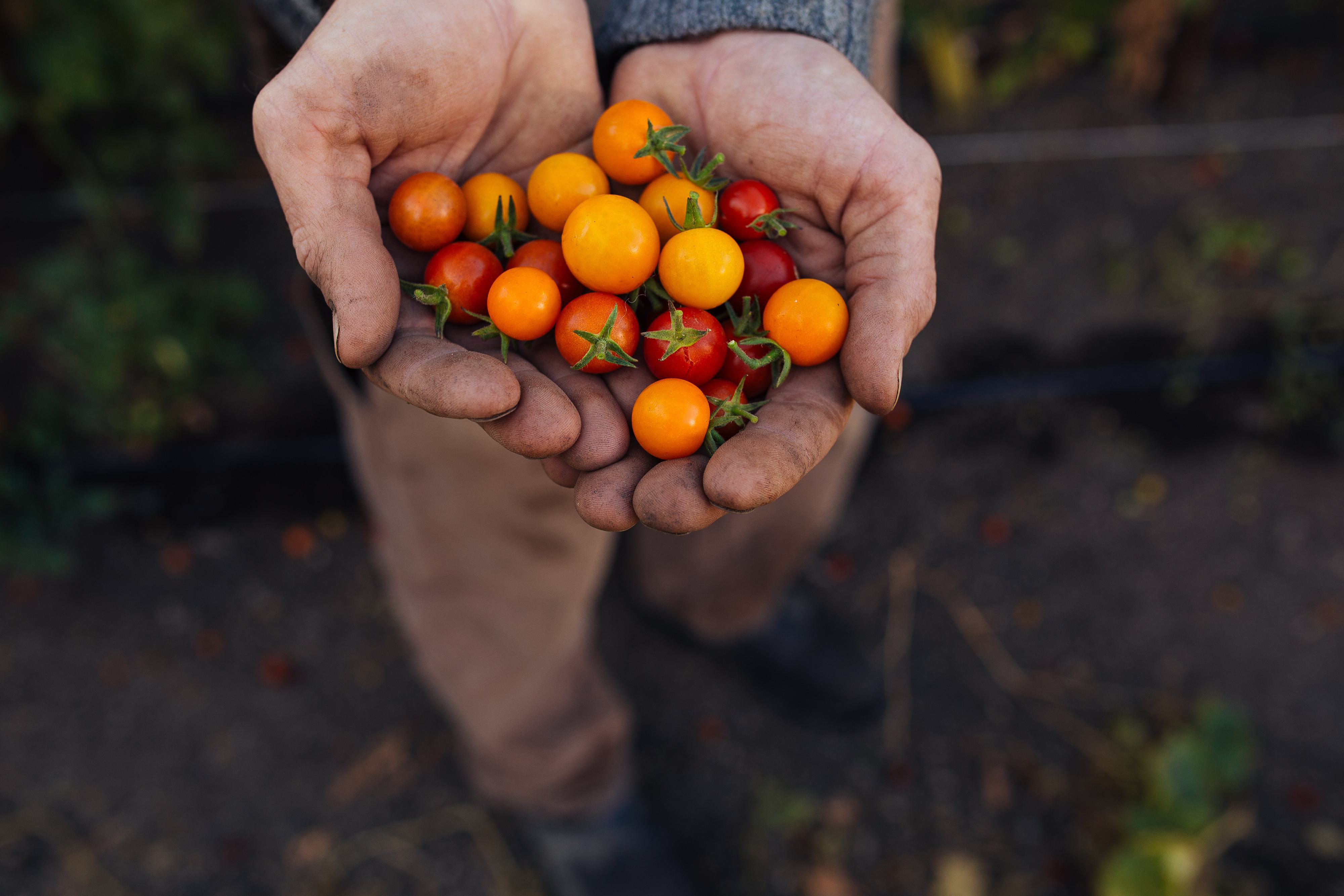 Handful of tomatoes